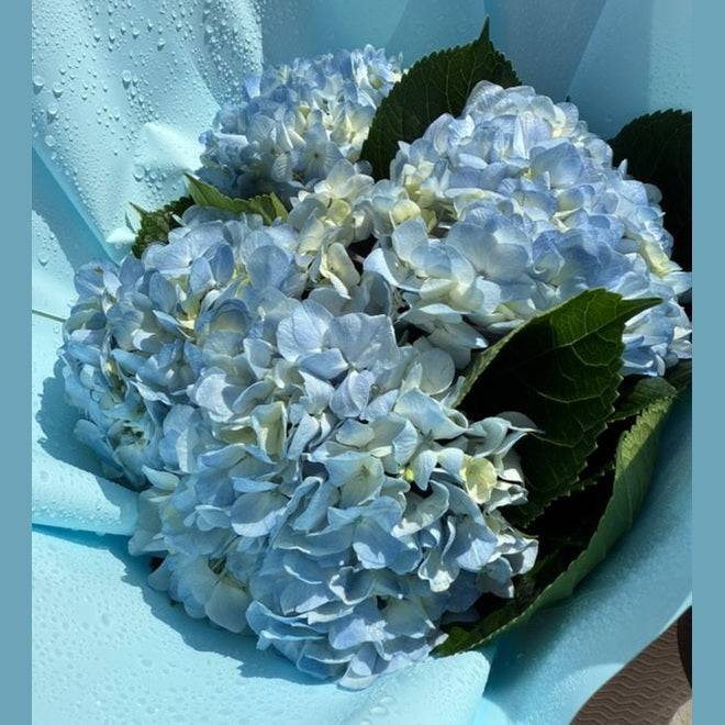 Surprise - Flowery