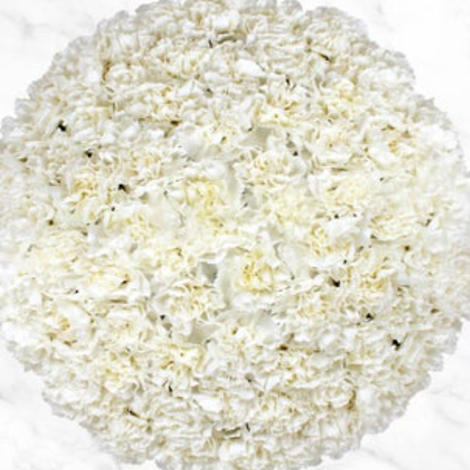 z 120 white stem carnations