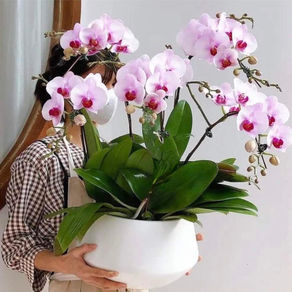 Plant - Flowery