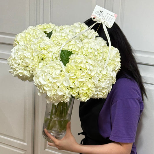 Large bouquet of white snowball hydrangeas in a clear vase held by a person.