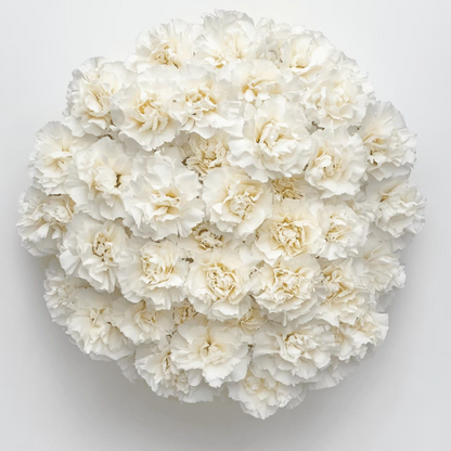 z 120 white stem carnations