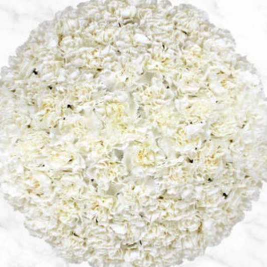 z 120 white stem carnations